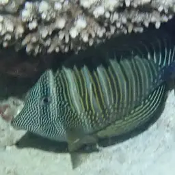 Desjardin's Sailfin Tang, photo 9