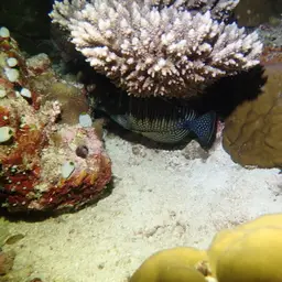 Desjardin's Sailfin Tang, photo 10