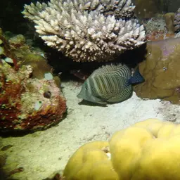 Desjardin's Sailfin Tang, photo 11