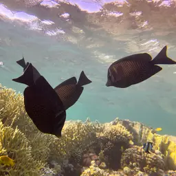 Desjardin's Sailfin Tang, photo 12