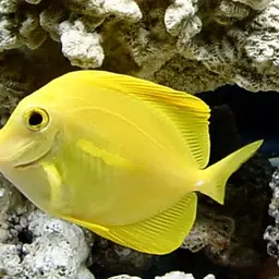 Yellow Tang