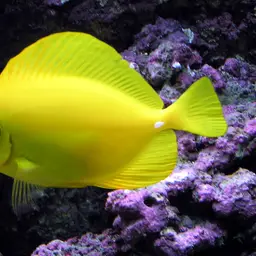 Yellow Tang, photo 2
