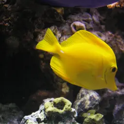 Yellow Tang, photo 4