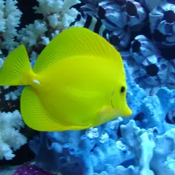 Yellow Tang, photo 5