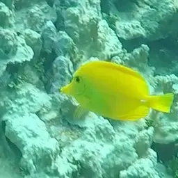 Yellow Tang, photo 6