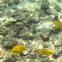 Yellow Tang, photo 7