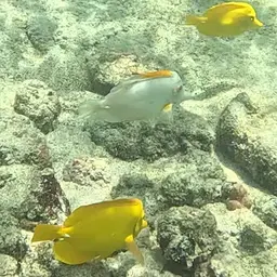 Yellow Tang, photo 8