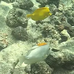 Yellow Tang, photo 9