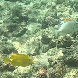 Yellow Tang, photo 10