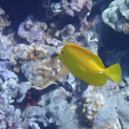 Yellow Tang, photo 11