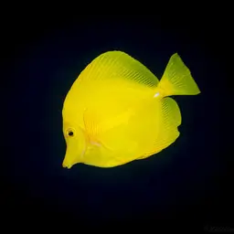 Yellow Tang, photo 12