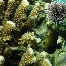 Longnose Tang, photo 1
