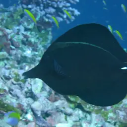 Longnose Tang, photo 2