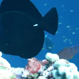 Longnose Tang, photo 3