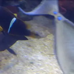 Longnose Tang, photo 4