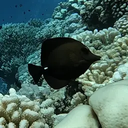 Longnose Tang, photo 5