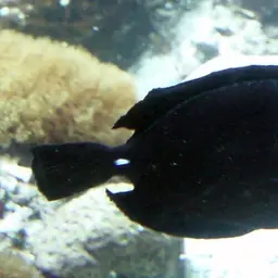 Longnose Tang, photo 6