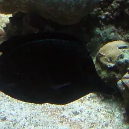 Longnose Tang, photo 7