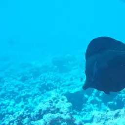 Longnose Tang, photo 8