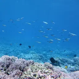 Longnose Tang, photo 9