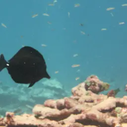 Longnose Tang, photo 10