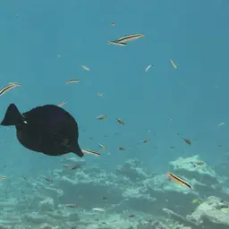 Longnose Tang, photo 11