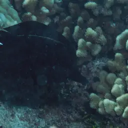 Longnose Tang, photo 12