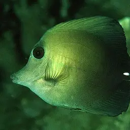 Scopas Tang, photo 1
