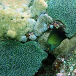 Scopas Tang, photo 2