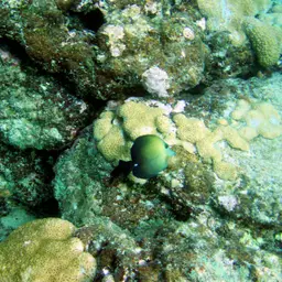Scopas Tang, photo 3
