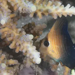 Scopas Tang, photo 4