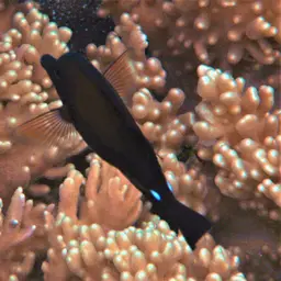 Scopas Tang, photo 5