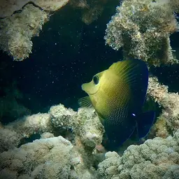 Scopas Tang, photo 7