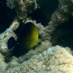 Scopas Tang, photo 8