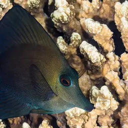 Scopas Tang, photo 9