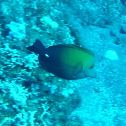 Scopas Tang, photo 10