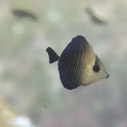 Scopas Tang, photo 11