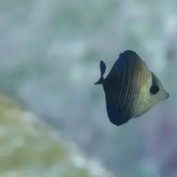 Scopas Tang, photo 12
