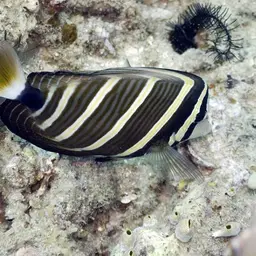 Sailfin Tang, photo 1