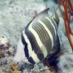 Sailfin Tang, photo 2