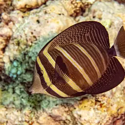Sailfin Tang, photo 3