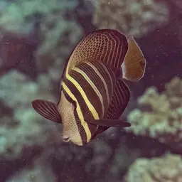Sailfin Tang, photo 4