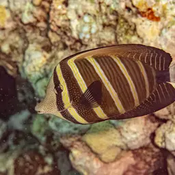 Sailfin Tang, photo 5
