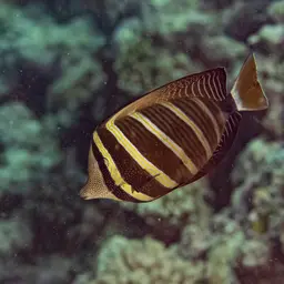 Sailfin Tang, photo 6