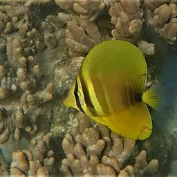 Sailfin Tang, photo 8