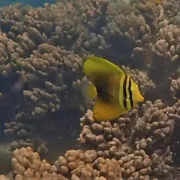 Sailfin Tang, photo 9