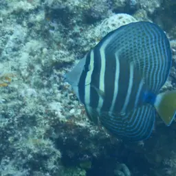 Sailfin Tang, photo 10