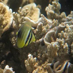 Sailfin Tang, photo 11