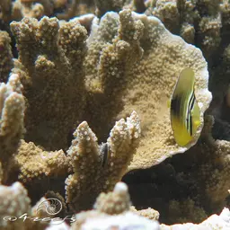 Sailfin Tang, photo 12