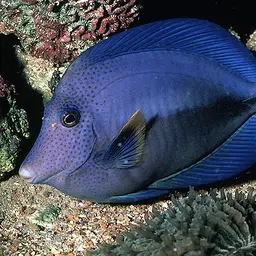Purple Tang, photo 1